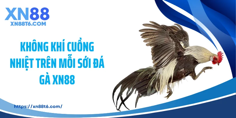 Không khí cuồng nhiệt trên mỗi sới đá gà XN88